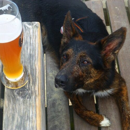 Wat is het beste bier voor honden?