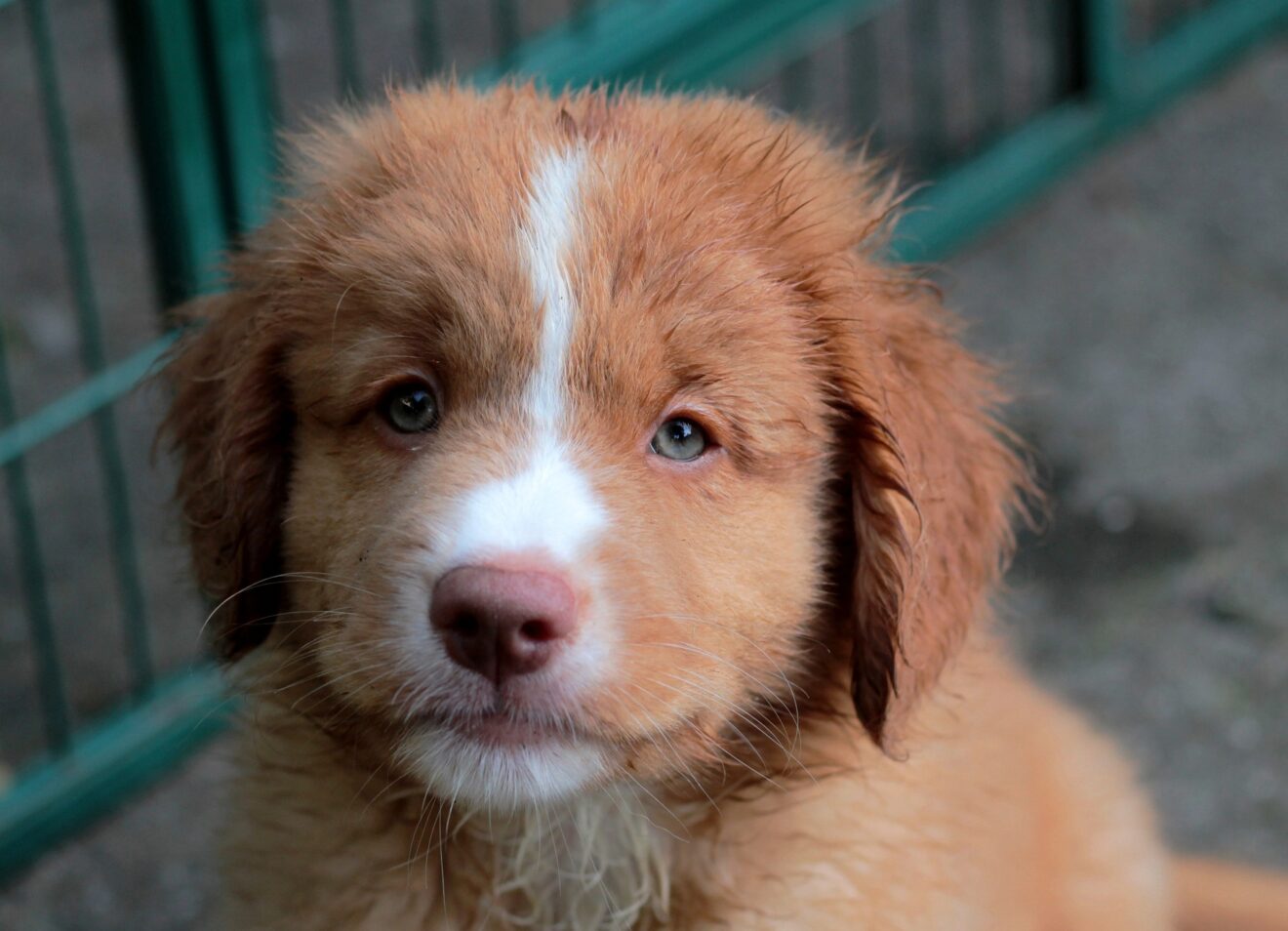 Nova Scotia Duck Tolling Retriever Welpen Kaufen Nova Scotia duck tolling retriever – Hond.vlaanderen