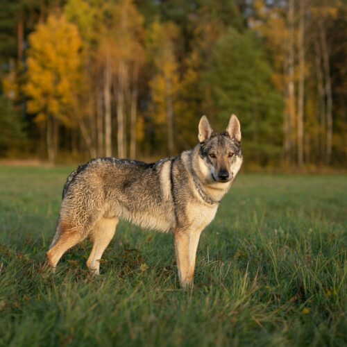Tsjecho-Slowaakse wolfhond