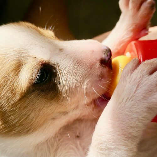Puppy drinkt melk
