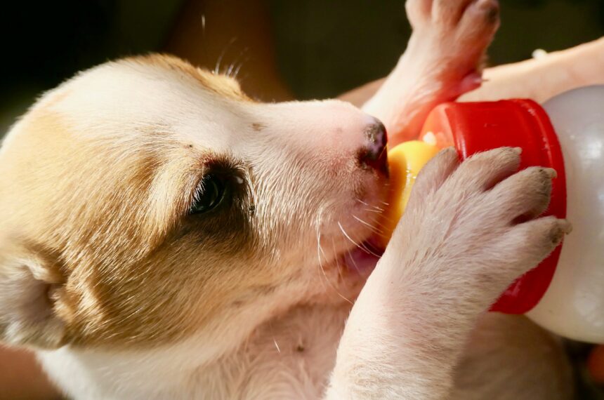 Puppy drinkt melk