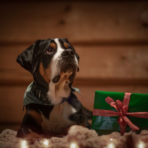 Hond met cadeau
