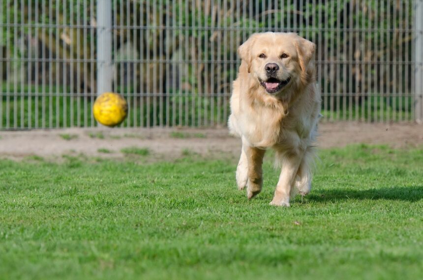 Golden retriever rent achter een bal
