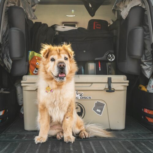Hond in de kofferbak