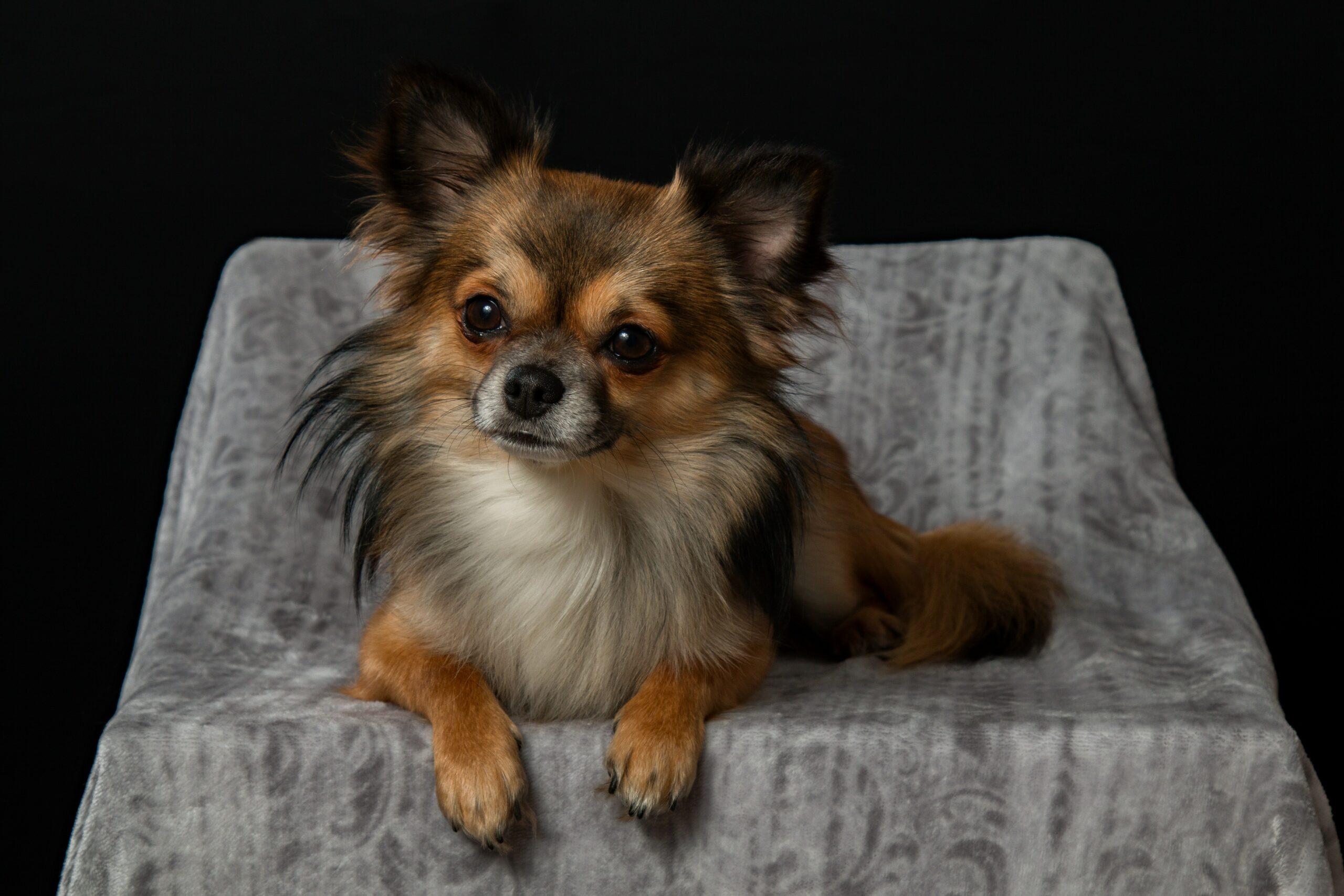 Onafhankelijk De onze Brood Chihuahua - Hond.vlaanderen
