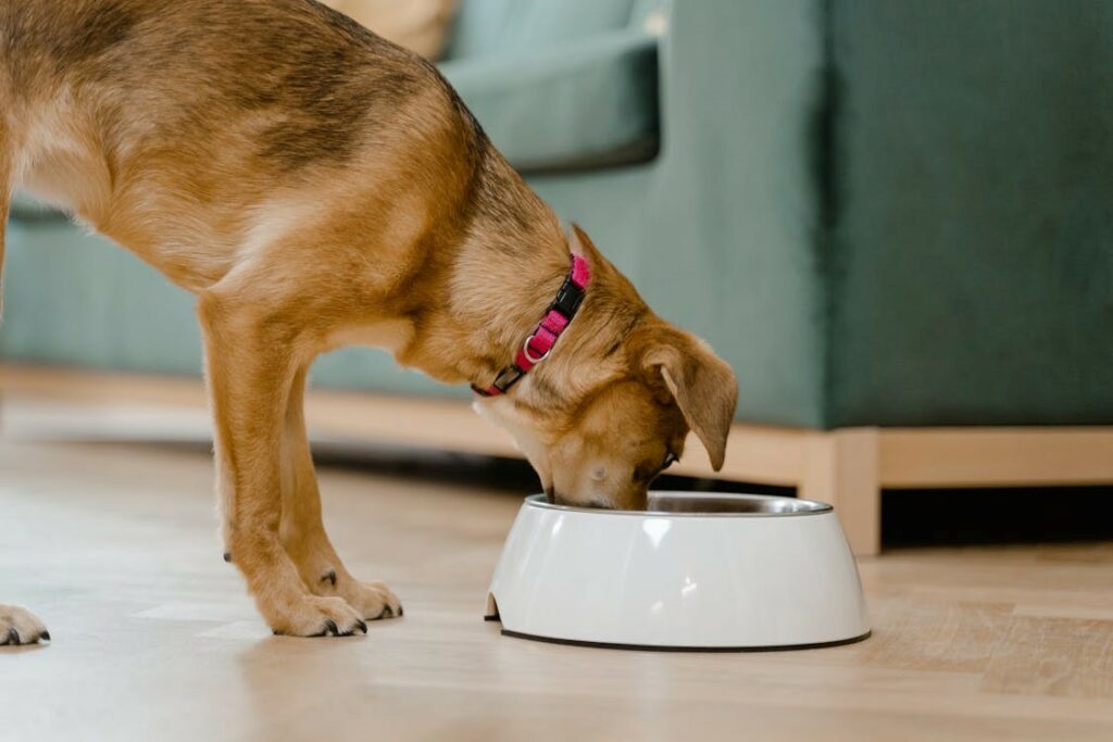 Hond eet uit voederbak naast de bank