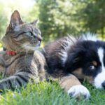 Hond en kat in het gras