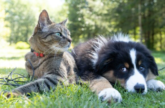 Hond en kat in het gras