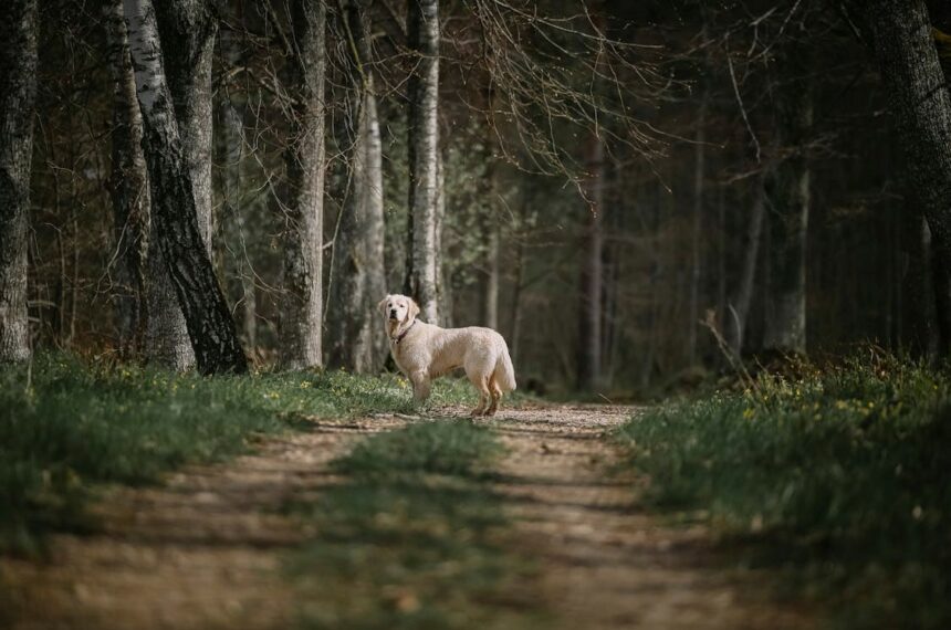 Weekendje met de hond in de natuur: alles wat je moet weten